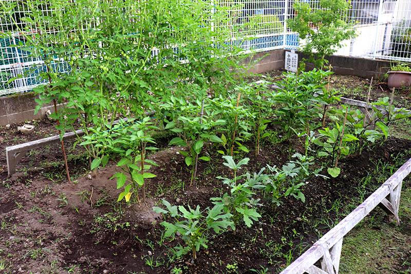 園内菜園
